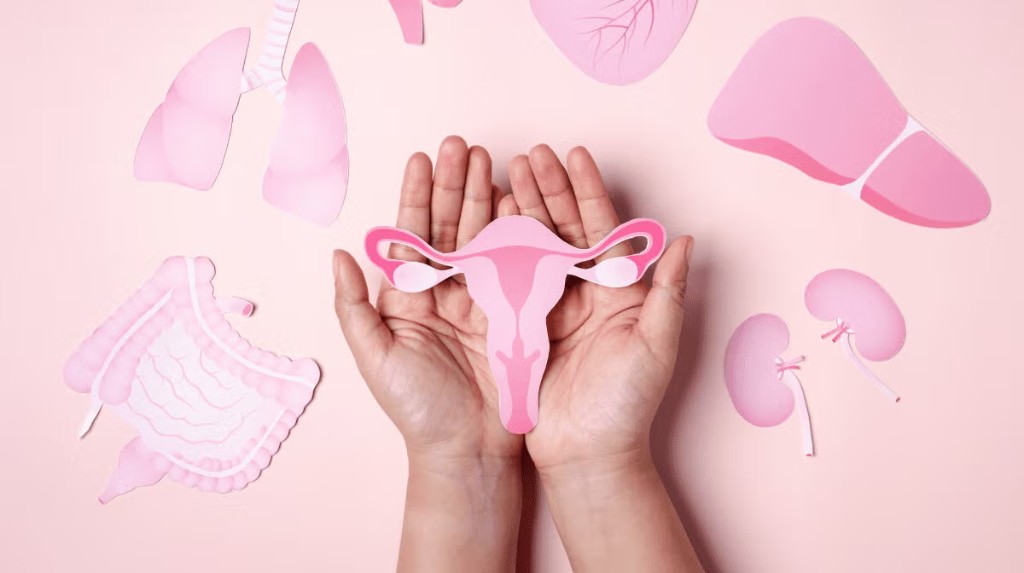 Hands holding a paper cut-out of the female reproductive system among other paper organs